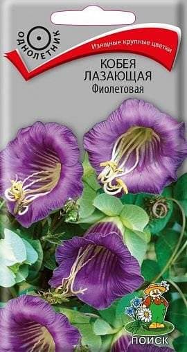 Семена Кобея лазающая фиолетовая