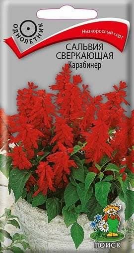Семена Сальвия сверкающая